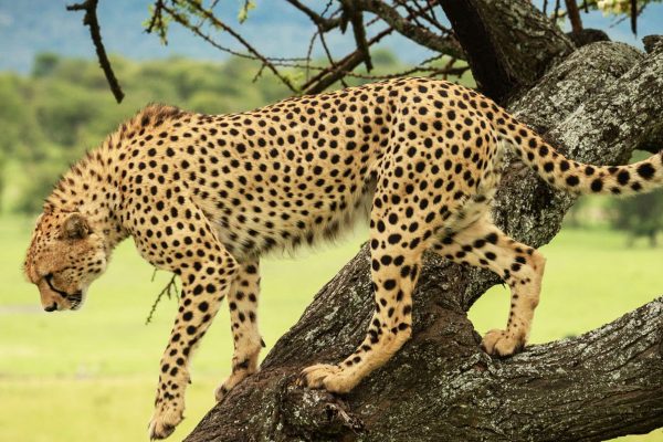 12-Day Tanzania Wildlife Safari 12-Day Tanzania Wildlife Safari
