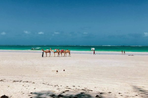 12 Days Kenya Safari and Indian Ocean Coast 12 Days Kenya Safari and Indian Ocean Coast