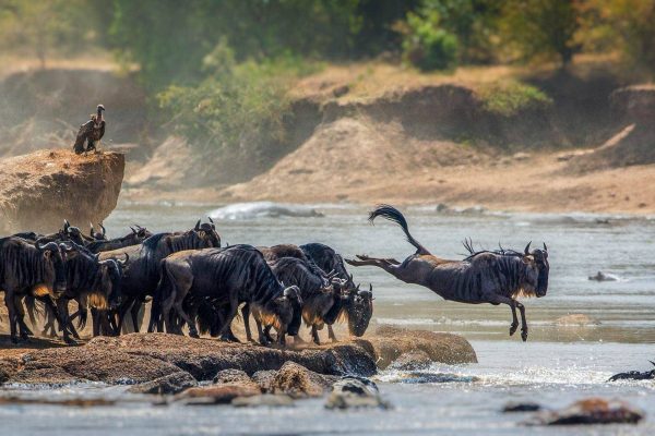 12 Days Rwanda Kenya Tanzania Safari 12 Days Rwanda Kenya Tanzania Safari