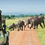 15-Day Uganda Game Drives Safari