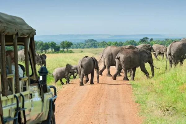 15-Day Uganda Game Drives Safari1 15-Day Uganda Game Drives Safari