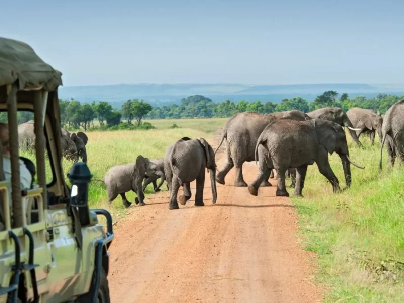 15-Day Uganda Game Drives Safari