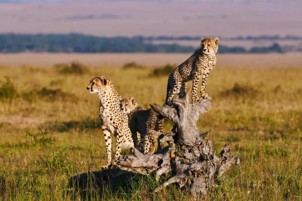 16-Day Breathtaking Safari In Uganda, Rwanda & Kenya 16-Day Breathtaking Safari In Uganda, Rwanda & Kenya