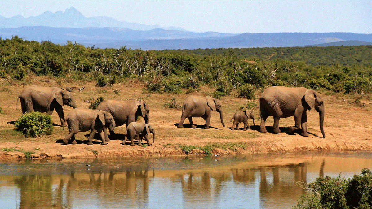 5-Day Kidepo Valley, Pian Upe & Sipi Falls Safari