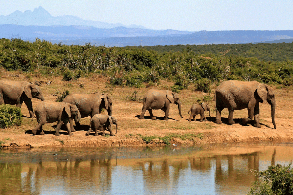 freka-safaris 5-Day Kidepo Valley, Pian Upe & Sipi Falls Safari