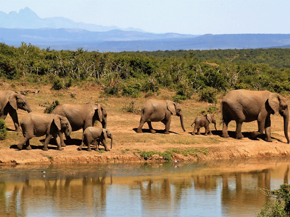 5-Day Kidepo Valley, Pian Upe & Sipi Falls Safari