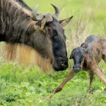 When Is Calving Season in Tanzania?