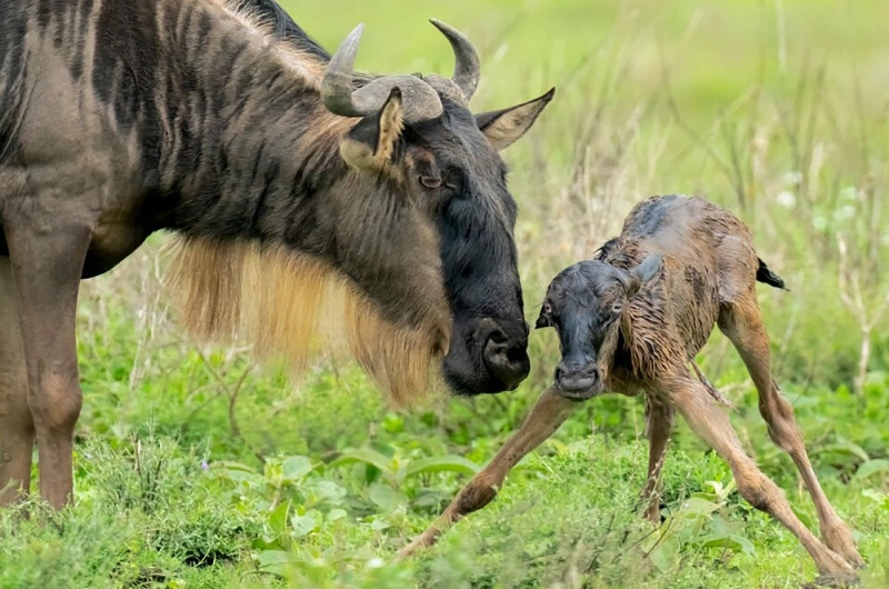 When Is Calving Season in Tanzania?