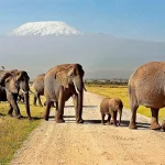 5 Days Amboseli and Tsavo Safari Experience