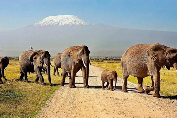 5 Days Amboseli and Tsavo Safari Experience 5 Days Amboseli and Tsavo Safari Experience