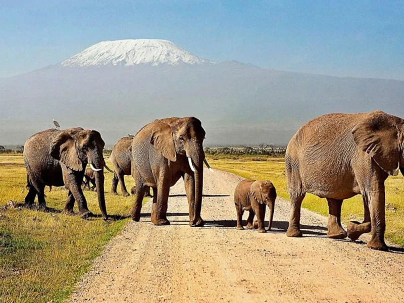 5 Days Amboseli and Tsavo Safari Experience