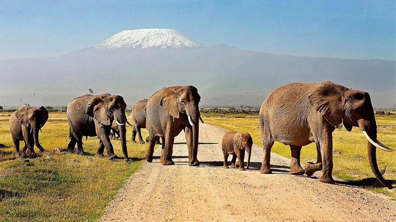 5 Days Amboseli and Tsavo Safari Experience