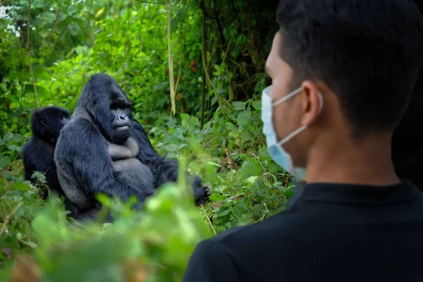 5 Days Rwanda BIG APES Safari