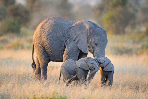 6-Day Private Kenya Big Five Safari. 6-Day Private Kenya Big Five Safari