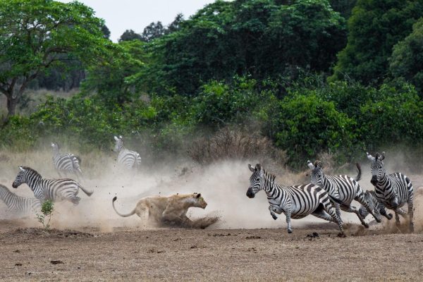 7-Day Tanzania Wildlife Wonders Experience Tour 7-Day Tanzania Wildlife Wonders Experience Tour