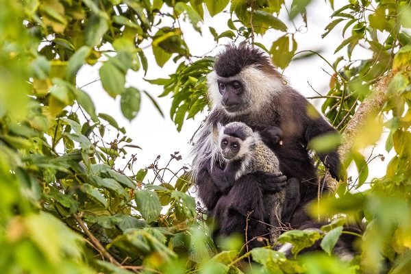 7 Days Discover Rwanda Primates in Luxury Safari 7 Days Discover Rwanda Primates in Luxury Safari