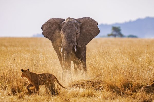 8-Day Tanzania Mid-Range Safari 8-Day Tanzania Mid-Range Safari