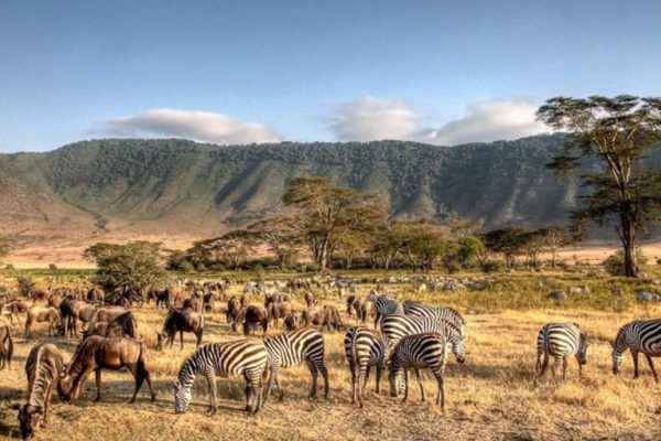 8-Day Tanzania Northern Circuit Safari, 8-Day Tanzania Northern Circuit Safari