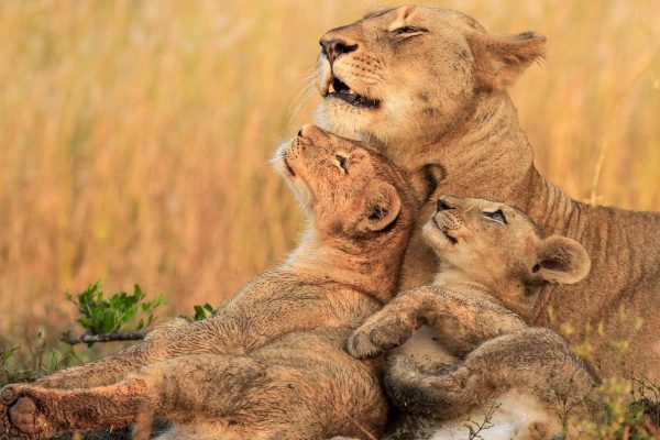 8-Day Tanzania Uganda Safari 8-Day Tanzania Uganda Safari
