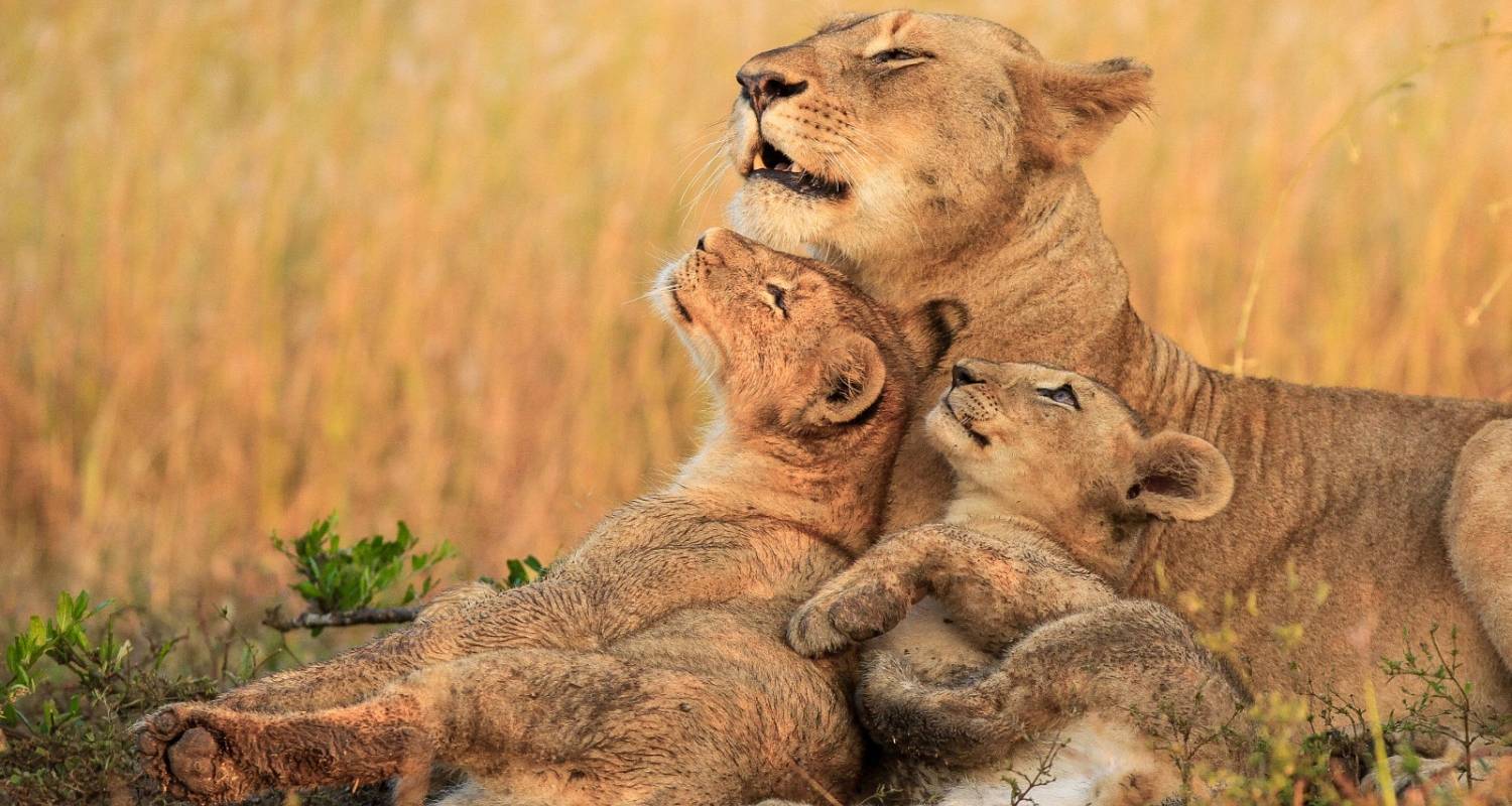 8-Day Tanzania Uganda Safari