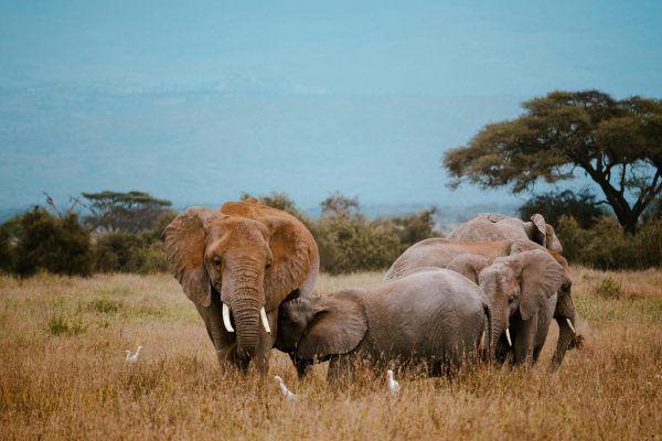 9-Day Tanzania Adventure Safari Big Five Classic Safari 9-Day Tanzania Adventure Safari