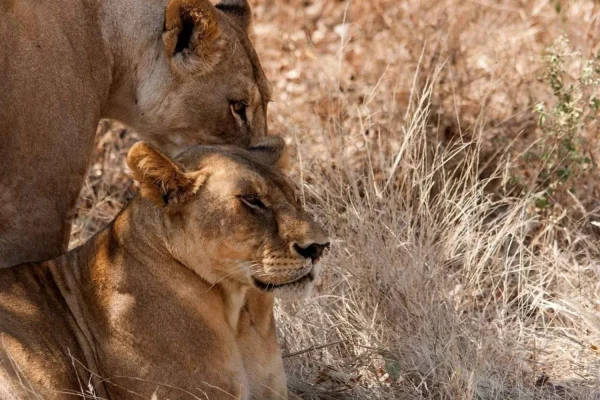 9-Day Ultimate Tanzania Wildlife Safari. 9-Day Ultimate Tanzania Wildlife Safari