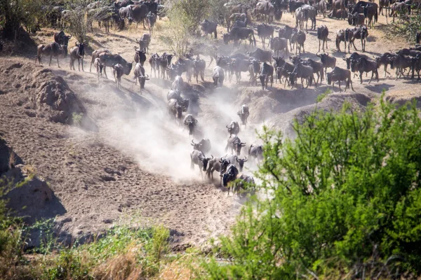 9 Days Masai Mara Migration Safari, 9 Days Masai Mara Migration Safari