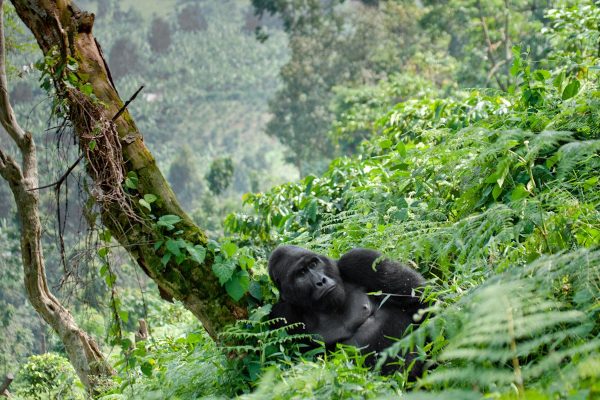 Bwindi- Bwindi-