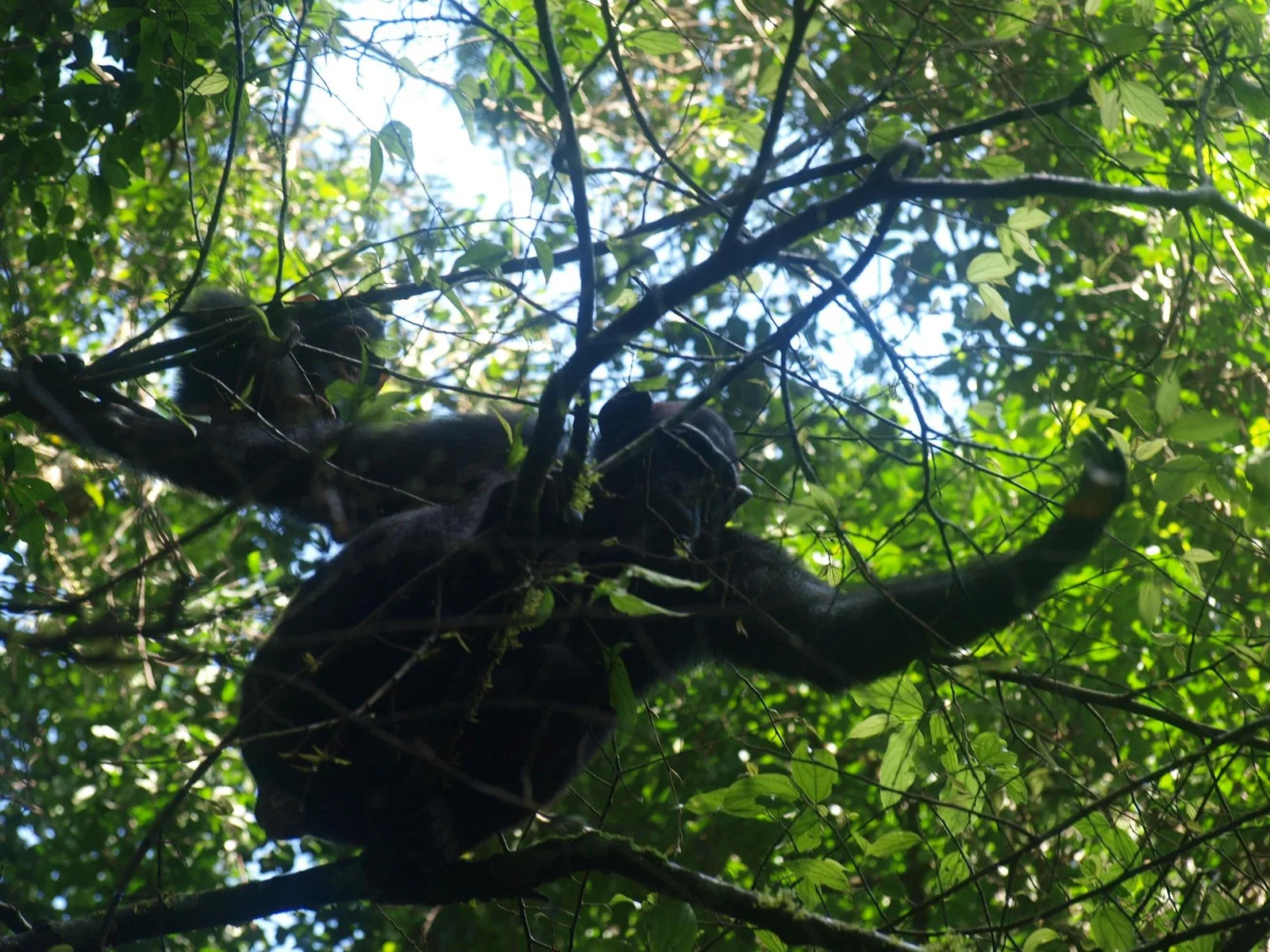 What is the Cost of Chimpanzee Permits?