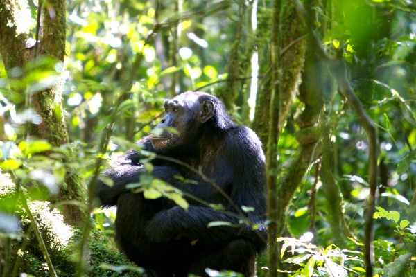 Chimpanzee-Trekking-Safaris-in-Uganda-2021-2022