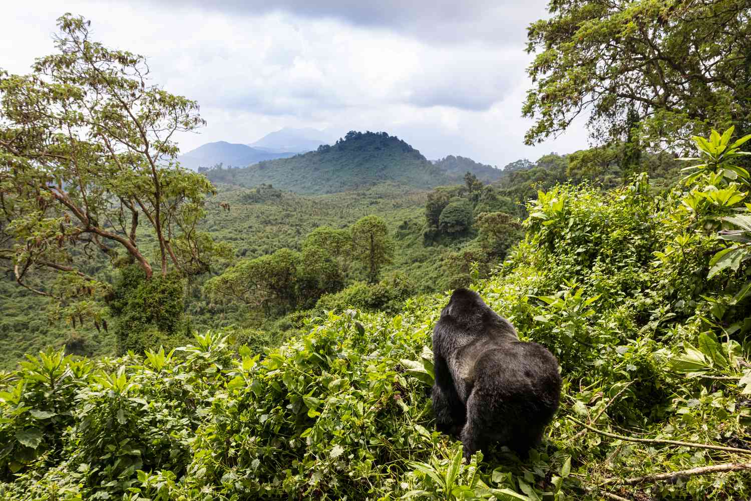 14 Days Best of Rwanda and Kenya Safari