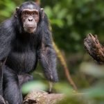 Chimpanzee Tracking Permit in Kibale