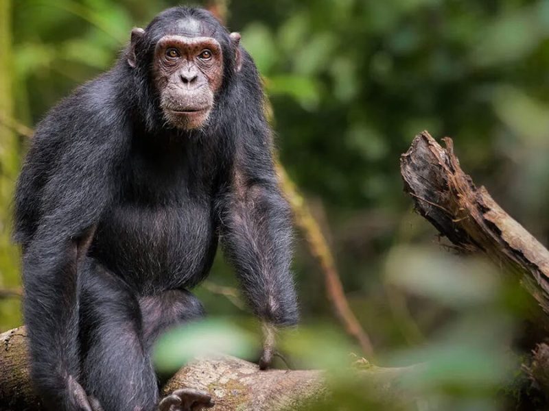 Chimpanzee Tracking Permit in Kibale