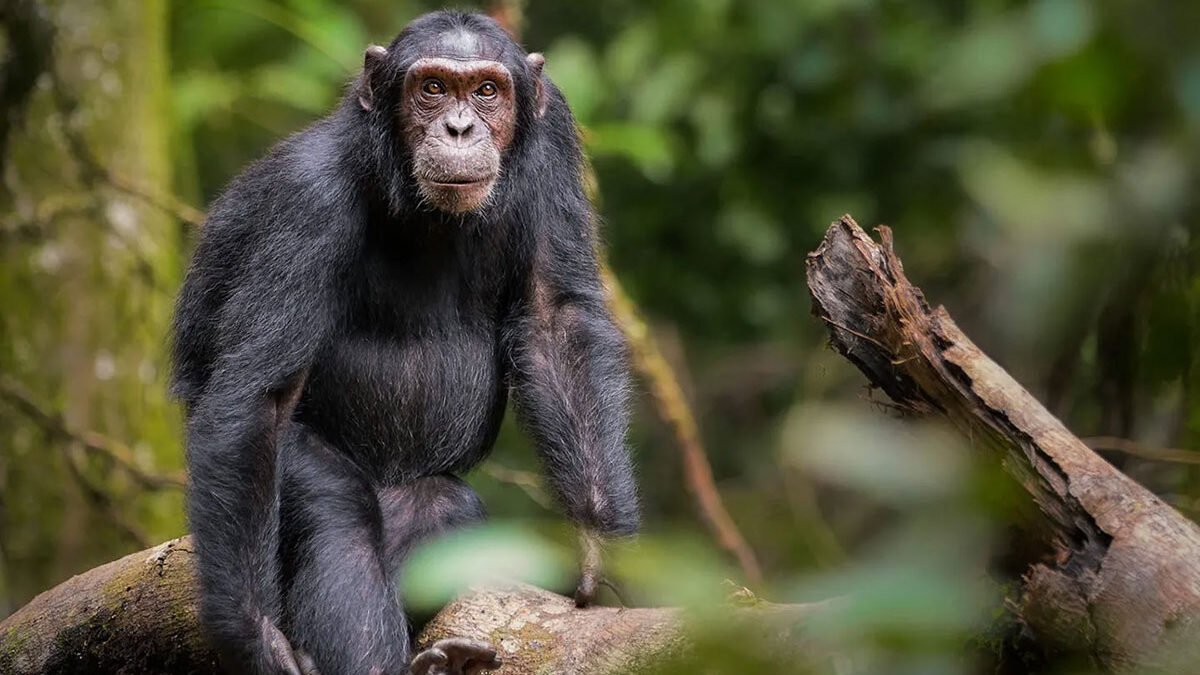Chimpanzee Tracking Permit in Kibale