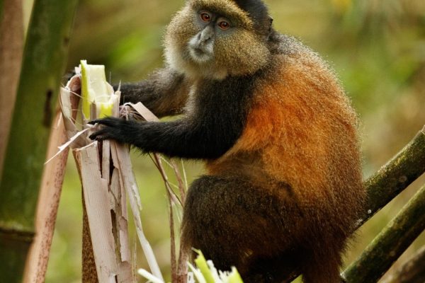 Golden Monkey Tracking