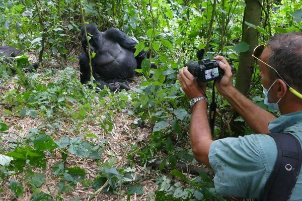 Is Gorilla Trekking Safe for Tourists Is Gorilla Trekking Safe?