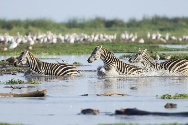 Lake Manyara National Park1 Lake Manyara National Park1