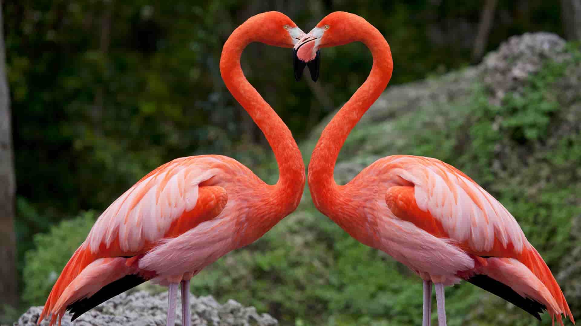 10 Days Kenya Big Five and Birds Safari