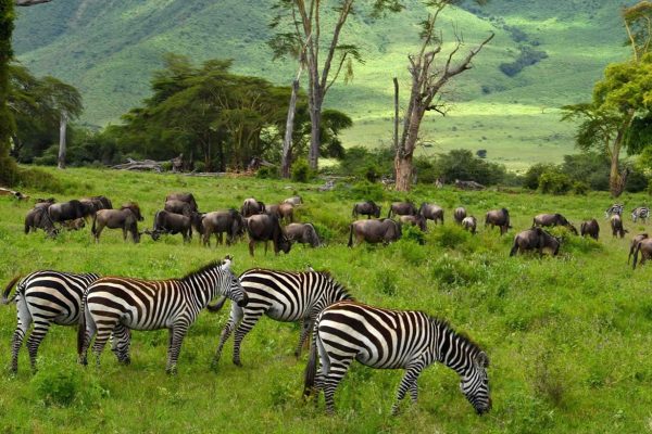 Ngorongoro Conservation Area1 Ngorongoro Conservation Area1