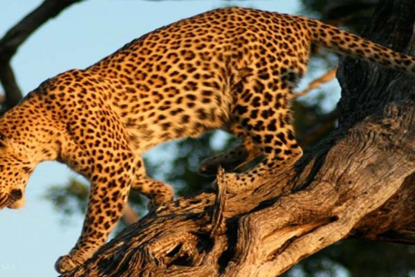 Nyerere National Park Nyerere National Park