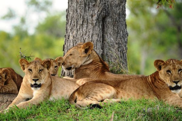 Nyerere National Park1 Nyerere National Park1