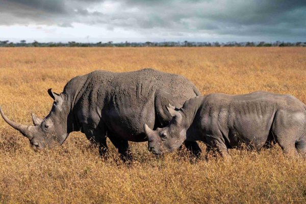 Ol Pejeta Conservancy1 Ol Pejeta Conservancy1