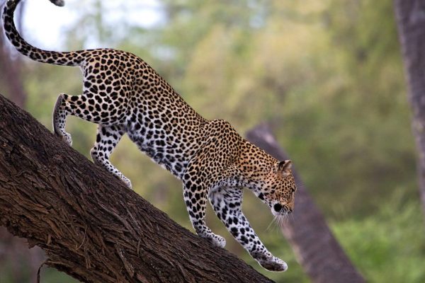 6 Days Rwanda Safari