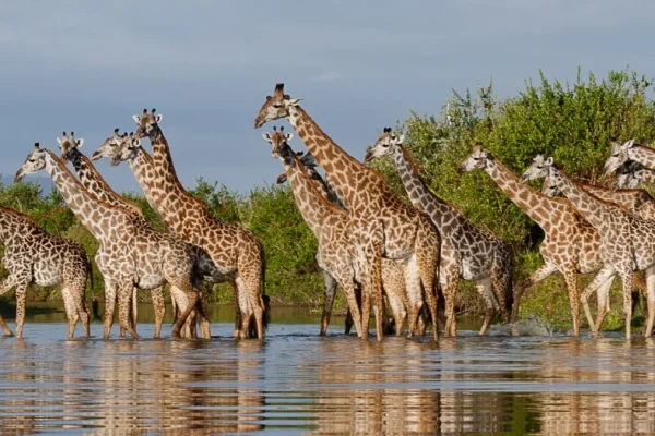 Selous National Park 9-Day Tanzania Safari Holiday Adventure