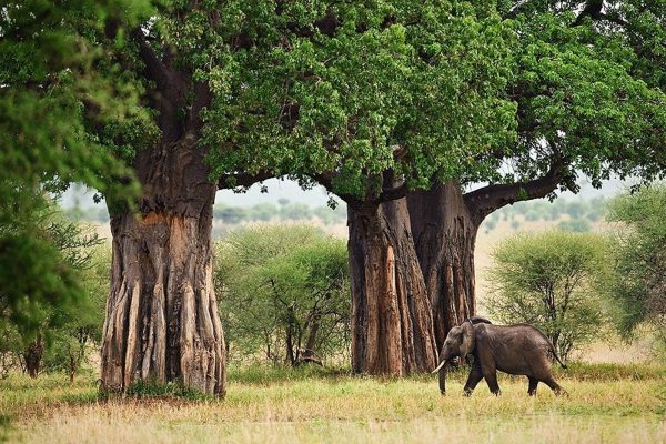 Tarangire National Park2 Tarangire National Park2