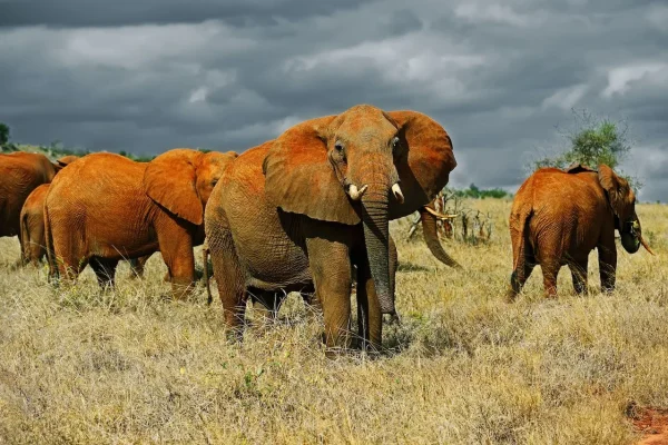 Tsavo East National Park2 Tsavo East National Park2