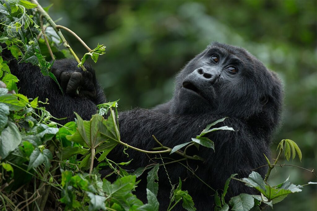 Bwindi vs Mgahinga Gorilla Trekking
