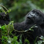 Bwindi vs Mgahinga Gorilla Trekking