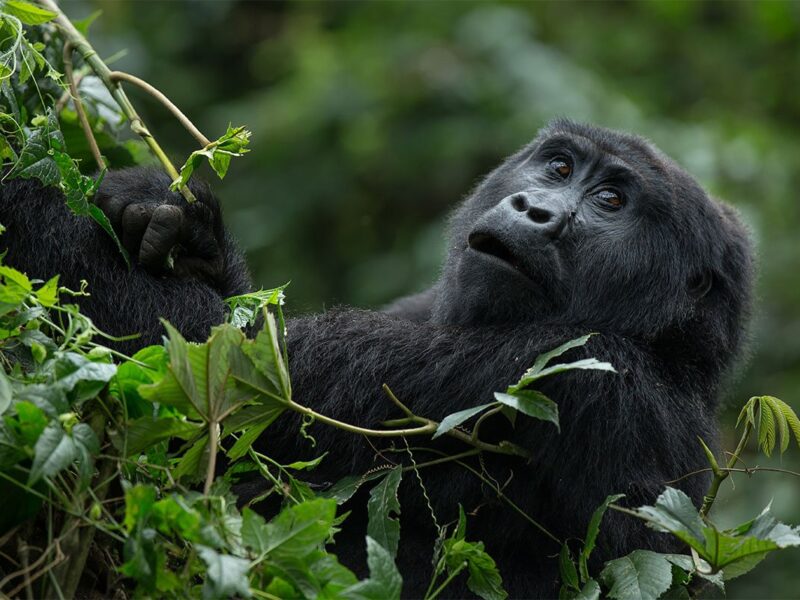 Bwindi vs Mgahinga Gorilla Trekking