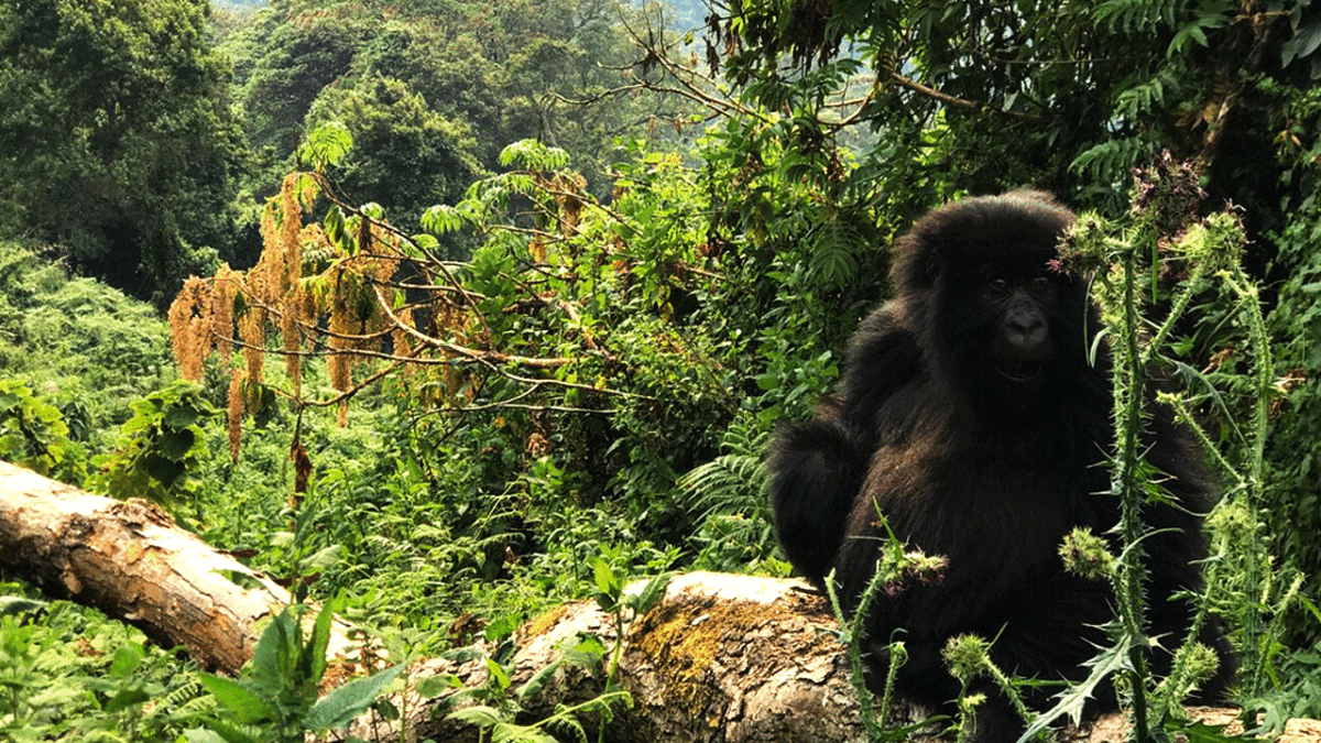 Uganda Gorilla Safaris